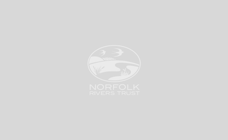 Work experience at Norfolk Rivers Trust