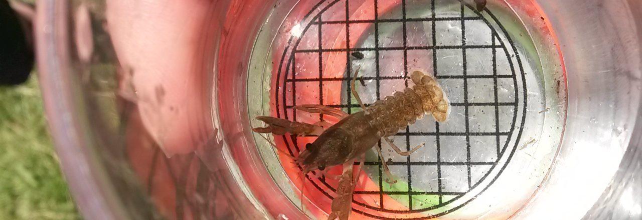 Press release: Saving Norfolk’s White-Clawed Crayfish
