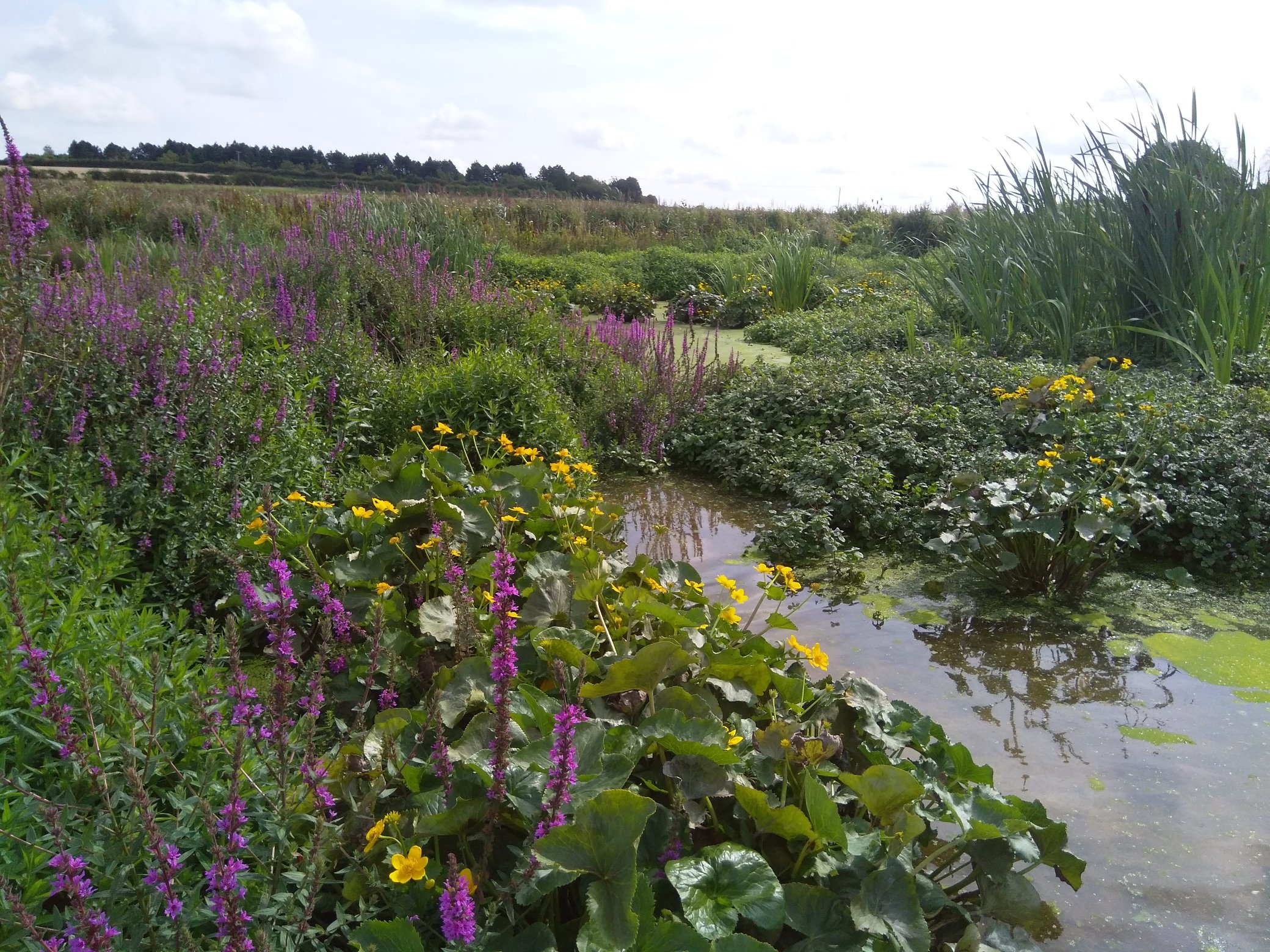 Bankable Nature Solutions: Ingoldisthorpe Wetland is a shining example