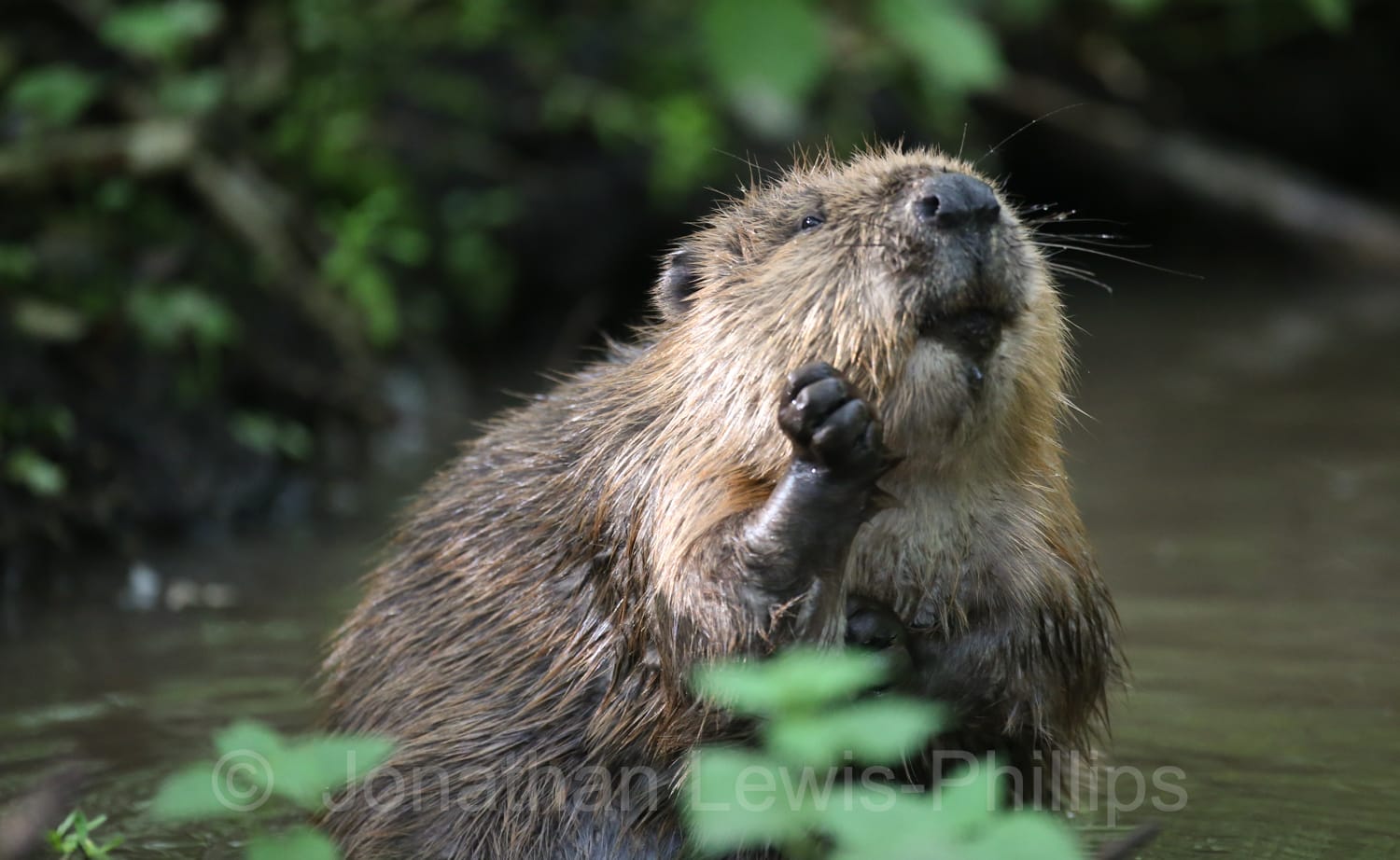 Beavers are back!