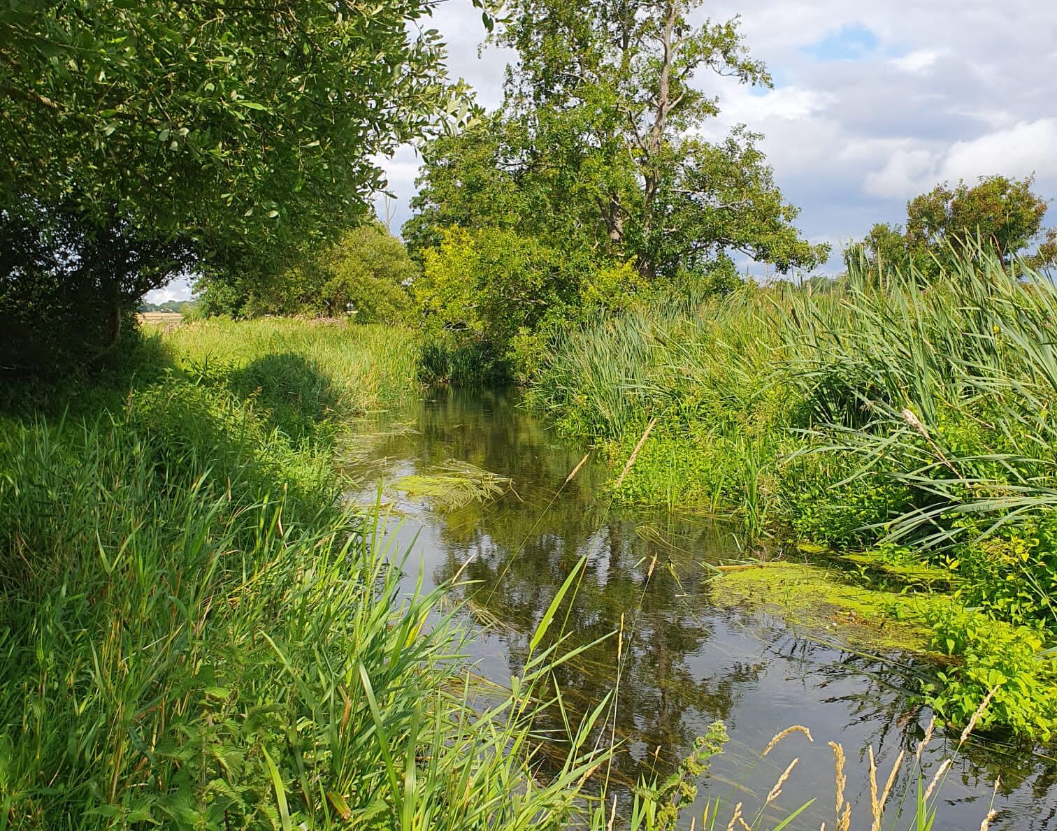 Riverside Gardening for Your Local Wildlife & Water