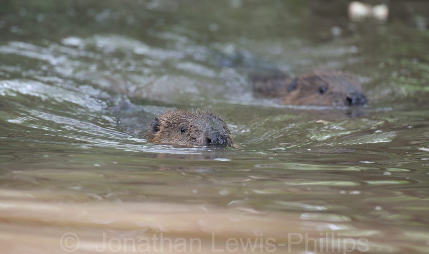 Eurasian beavers: a keystone species that keep waterways clean